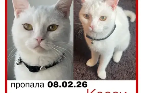 Пропала кошка, Ленинградская улица, 87, Хабаровск - белая с черным ошейником - photo