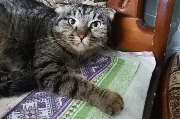 Найденные животные Астрахань, фото: Найдена кошка, 149 к2, район Коммунарка - вислоухая, молодая