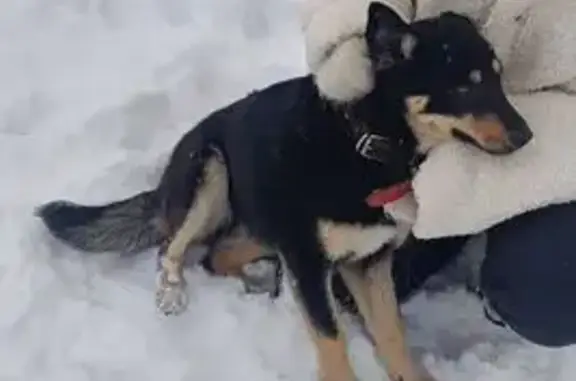 Найдена собака, Ухтинка, фото: Найдена собака, девочка, Ухтинка, Пенза - тёмная шерстка, тёмно-красный ошейник