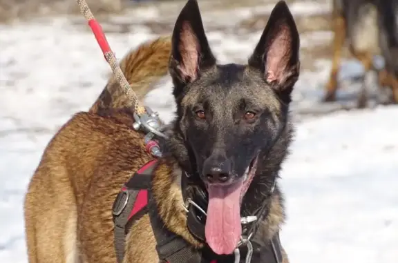 Пропала собака, Абрамцевская просека, Москва - бельгийская овчарка с перемотанной лапой - photo