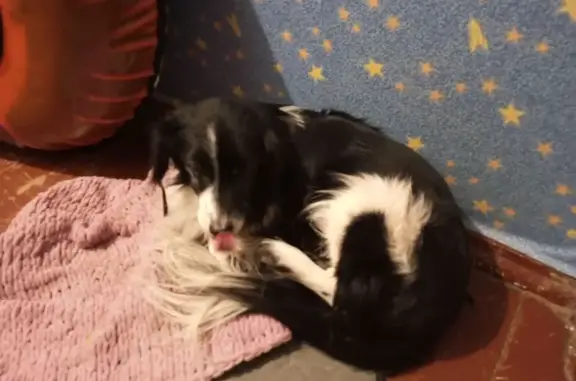 Найденные животные Снежногорск, фото: Найдена собака, Флотская улица, Снежногорск - чёрная с белыми пятнами