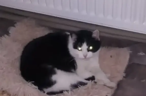 Пропала кошка, Огородный переулок, 5, Павлово - черно-белая, пушистая - photo