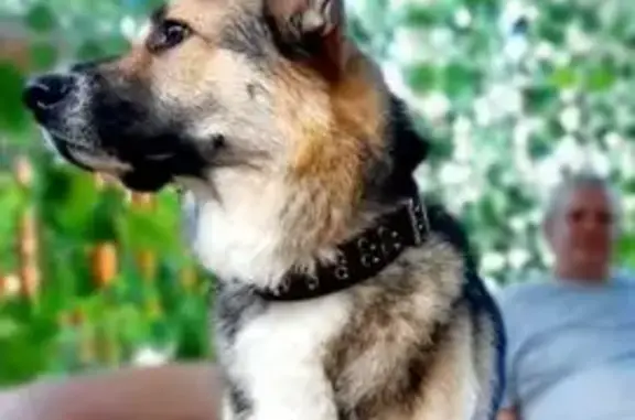 Пропал собака, улица Фёдорова, 5, Сургут - крупный, ошейник с металлическими выпуклостями - photo