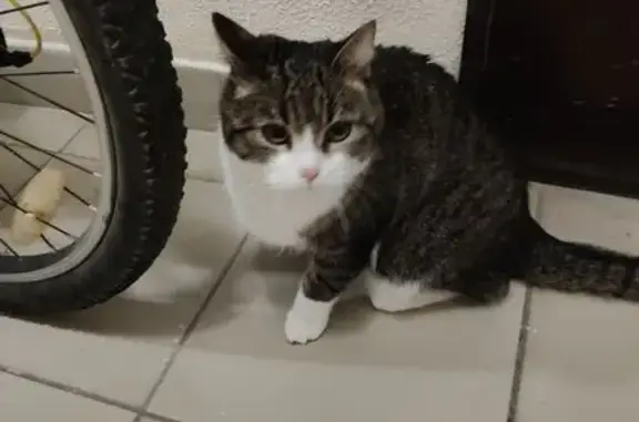 Найденные животные Тюмень, фото: Найдена кошка, улица Василия Гольцова, 26, Тюмень - возле мусорного бака