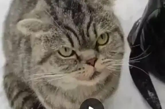 Найденные животные Уфа, фото: Найден кот, Черниковская улица, Уфа - вислоухий