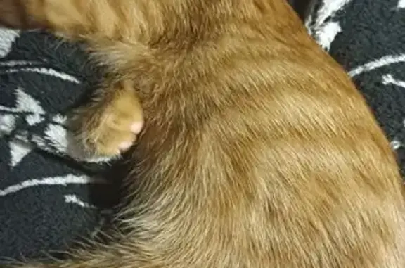 Пропал кот, улица Юных Ленинцев, 72, Москва - рыжий в полоску, мальчик - photo