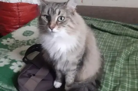 Пропала кошка, деревня Неугодово, Пекшинское - сибирская лесная, кличка Бася - photo