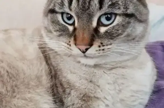 Пропал кот, 1-й Ветеринарный переулок, Озёры - черно-белый, голубые глаза - photo