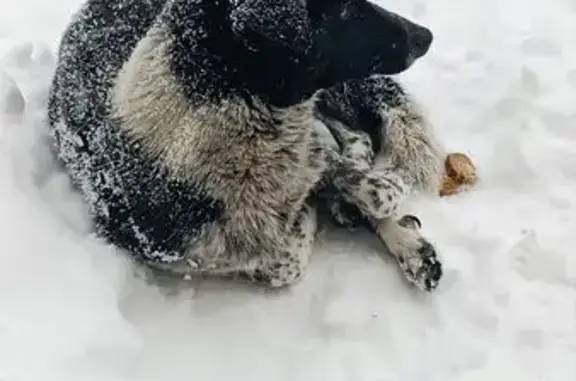 Найдена собака, Пенза, фото: Найдена собака, улица Островского, 18, городской округ Пенза - напугана, доверяет людям