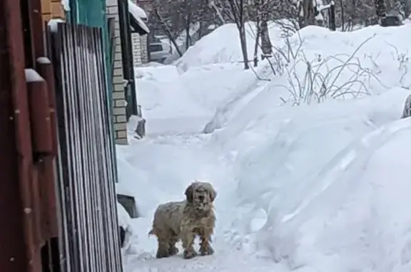 Найдена собака, Тамбов, фото: Найдена собака, 2-я Шацкая улица, 29, городской округ Тамбов - светлый окрас, лохматая