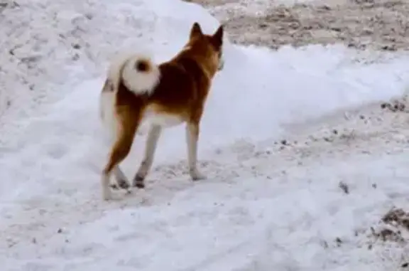 Найдена собака, Тула, фото: Найден собака, Гарнизонный проезд, Тула - явно породистый