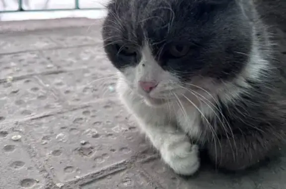 Найдена кошка, Омск, фото: Найдена кошка, Космический проспект, 25, Омск