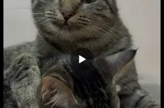 Пропал кот, Станционная улица, Сергиев Посад - не кастрированный, 2 года - photo