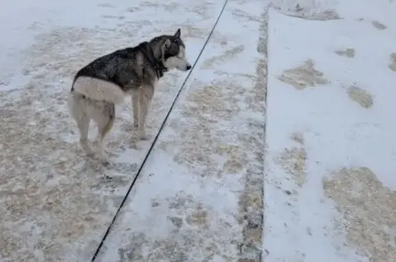 Найдена собака, Саранск, фото: Найден собака, улица Косарева, 116А, Саранск - молодой щенок хаски