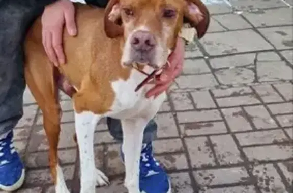 Найден собака, Юбилейный просп...