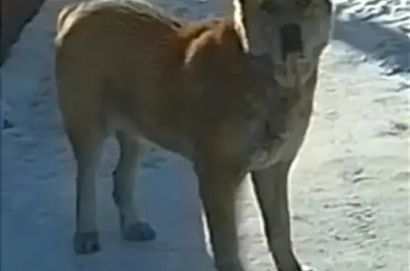 Найдена собака, Сибирская улиц...