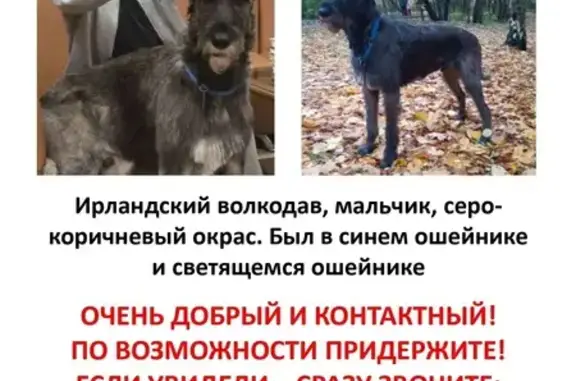 Пропала собака, Профсоюзная улица, 125, Москва - ирландский волкодав в синем ошейнике - photo