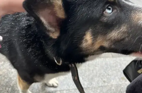 Найдена собака, мужской, Красн...