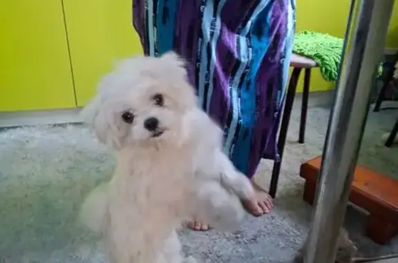 Найден собака, мужской, Заречн...