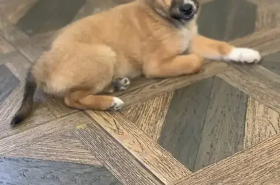 Найдена собака, Стахановская у...