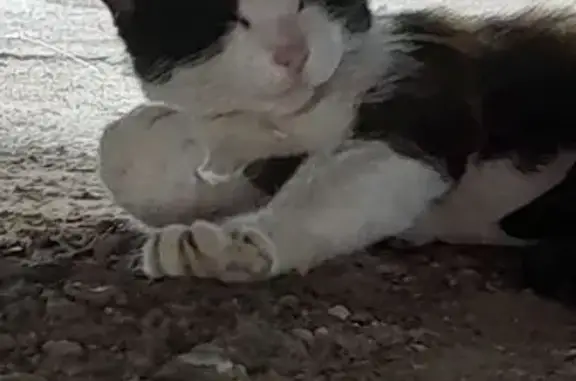 Пропала кошка, улица Бабушкина, 37, Бузулук - трёхцветная и крупная - photo