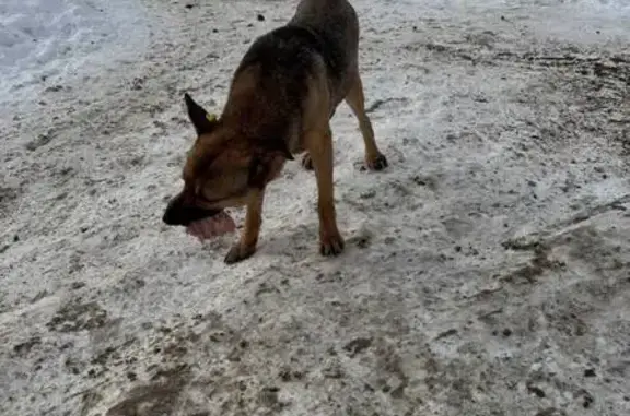 Найдена собака, улица Дмитрия...