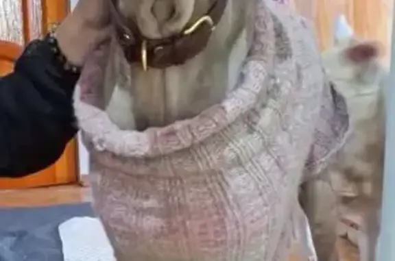 Найдена собака, Оренбург, фото: Найдена собака, Матросский переулок, Оренбург - девочка с раненой лапой