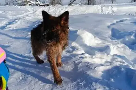 Найдена собака, 5-я Новаторска...