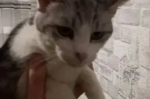 Найдена кошка, Ростов-на-Дону, фото: Найдена кошка, Газетный переулок, 102/159, Ростов-на-Дону - светло серый с белым