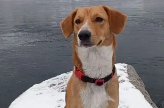 Пропал собака, Линейная улица, 9, Майна - рыже-белый окрас, серый ошейник - photo