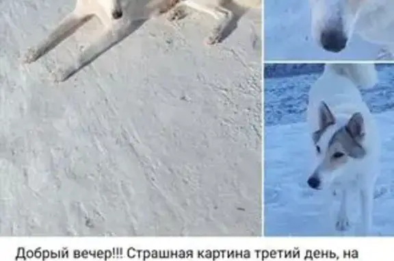 Найдена собака, Казань, фото: Найден собака, Казань, Татарстан