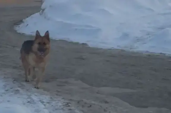 Найдена собака, Тульское шоссе...