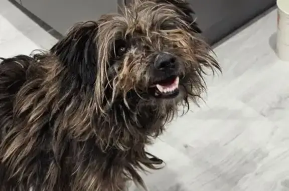 Найдена собака, Вербный переул...