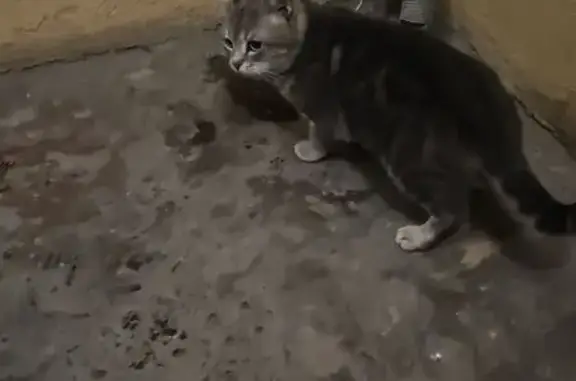 Найдена кошка, Ростов-на-Дону, фото: Найдена кошка, Комсомольская улица, 96, Ростов-на-Дону - серый ласковый кот
