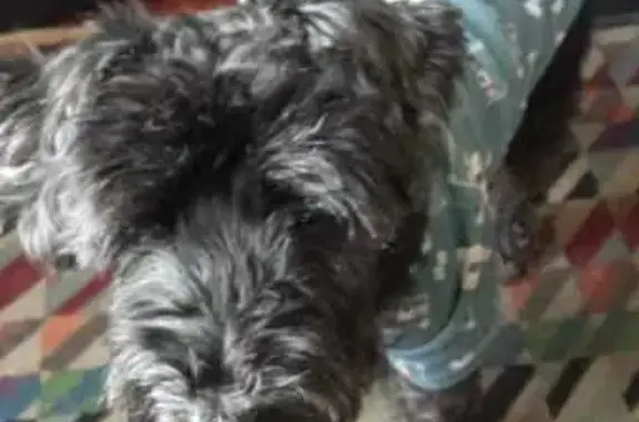 Пропал собака, мужской, улица Владимира Невского, Воронеж - чёрный с купированным хвостом - photo