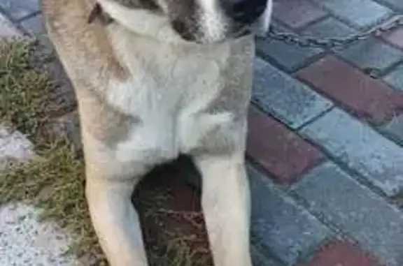 Пропала собака, женский пол, Большая Подгорная улица, 137, Томск - photo