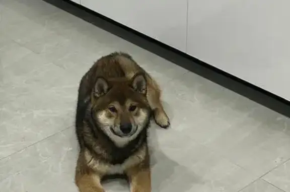 Пропал собака, Сугайкасы, Чувашия - был в ошейнике с цепочкой - photo