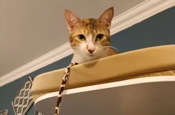 Пропала кошка, Сухановская улица, 12, Лопатино - трёхцветная - photo