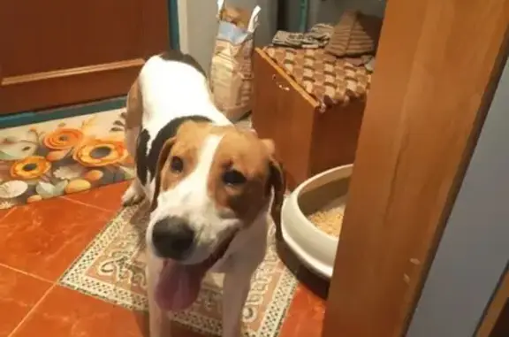 Найдена собака, Москва, фото: Найдена собака, мужской пол, улица Академика Янгеля, 14 к2, Москва