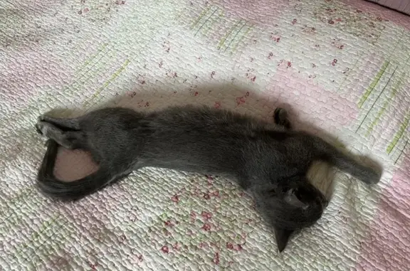 Найдена кошка, Химки, фото: Найдена кошка, улица Строителей, 4, Химки - серый окрас, зеленые глаза