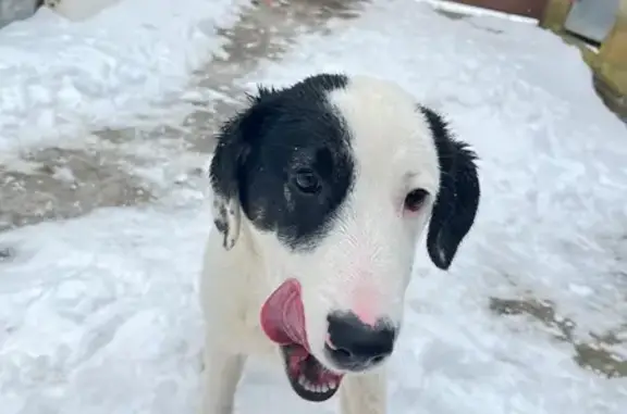 Найдена собака, Волгоград, фото: Найден собака, мужской, Цветочная улица, 42, Волгоград