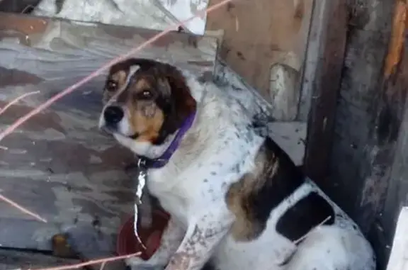 Найдена собака, Калининград, фото: Найдена собака, Калининград, Калининградская область - забрела на участок