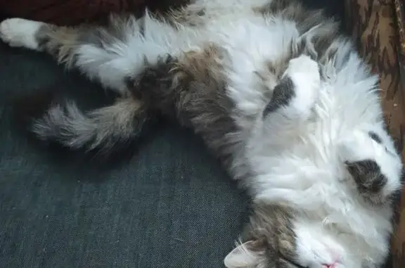 Кошки потеряшки, Вознесеновка, фото: Потеряшка кошка, улица Поповича, Вознесеновка - 3 цветная