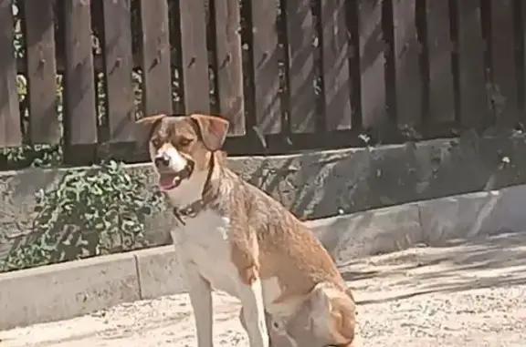 Пропал собака, Светлогорский проезд, Новороссийск - рыжий окрас, белые передние лапы и грудь - photo