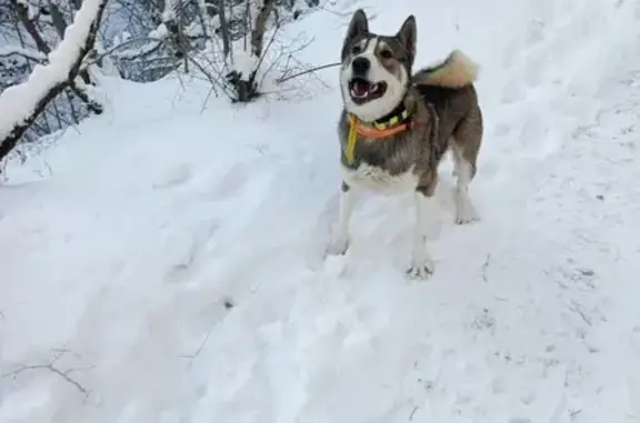 Собаки потеряшки, Новороссийск, фото: Потеряшка собака, Кабахаха-трейл, Новороссийск - серо-белый-рыжий с красным и жёлтым ошейниками