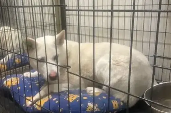 Найдена собака, Устиновка, фото: Найдена собака, девочка, 34, Устиновка - дружит с котами