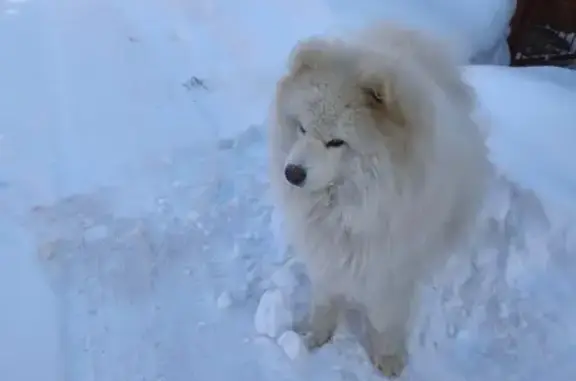 Найдена собака, Раменский, фото: Найден собака, Раменский - дружелюбная и ухоженная