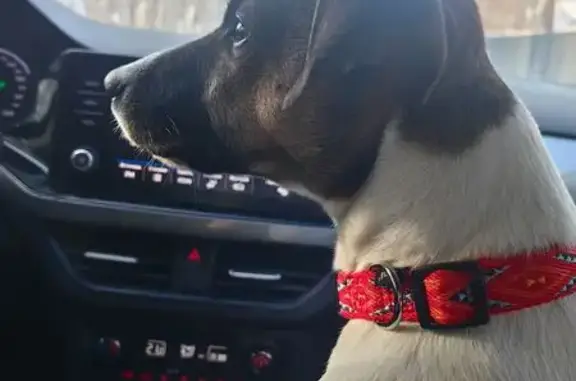 Найдена собака, Гжель, фото: Найден собака, мужской, Центральная улица, 33А, Гжель - Джек Рассел мальчик