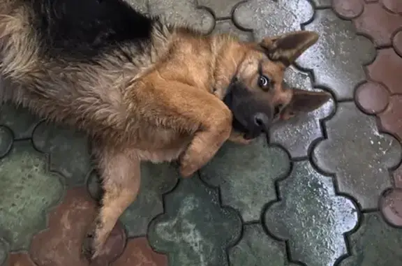 Найдена собака, Ставрополь, фото: Найдена собака, переулок Макарова, 2, Ставрополь - с ошейником