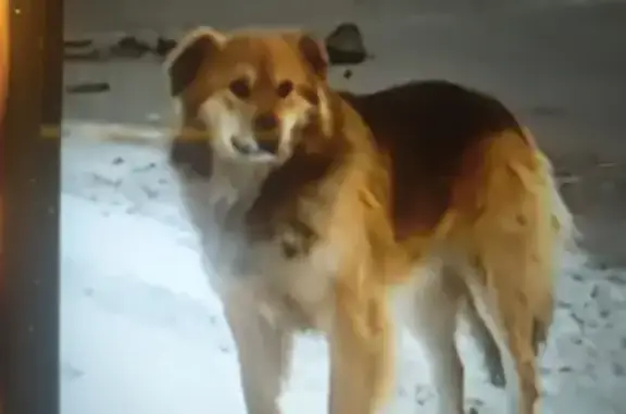 Найдена собака, Токсово, фото: Найдена собака, Разъезжая улица, Токсово - черно-рыжая с ошейником